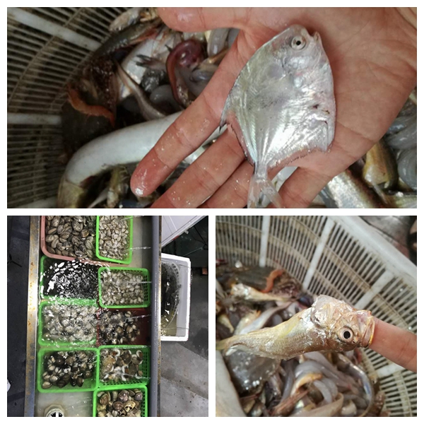 1502765628634063ntFb.jpg 光影魔術手拼圖22.jpg